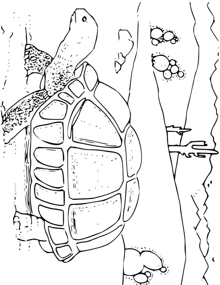 Desert Animals Coloring Pages Tortoise Coloring Page For Kids Free 720x932 Desert Animals Coloring Pages Tortoise Coloring Page For Kids Free