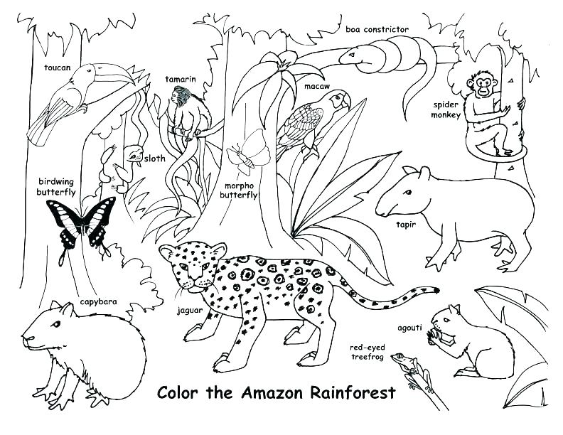Desert Animal Coloring Pages Shippa.co 792x612 Desert Animal Coloring Pages Shippa.co