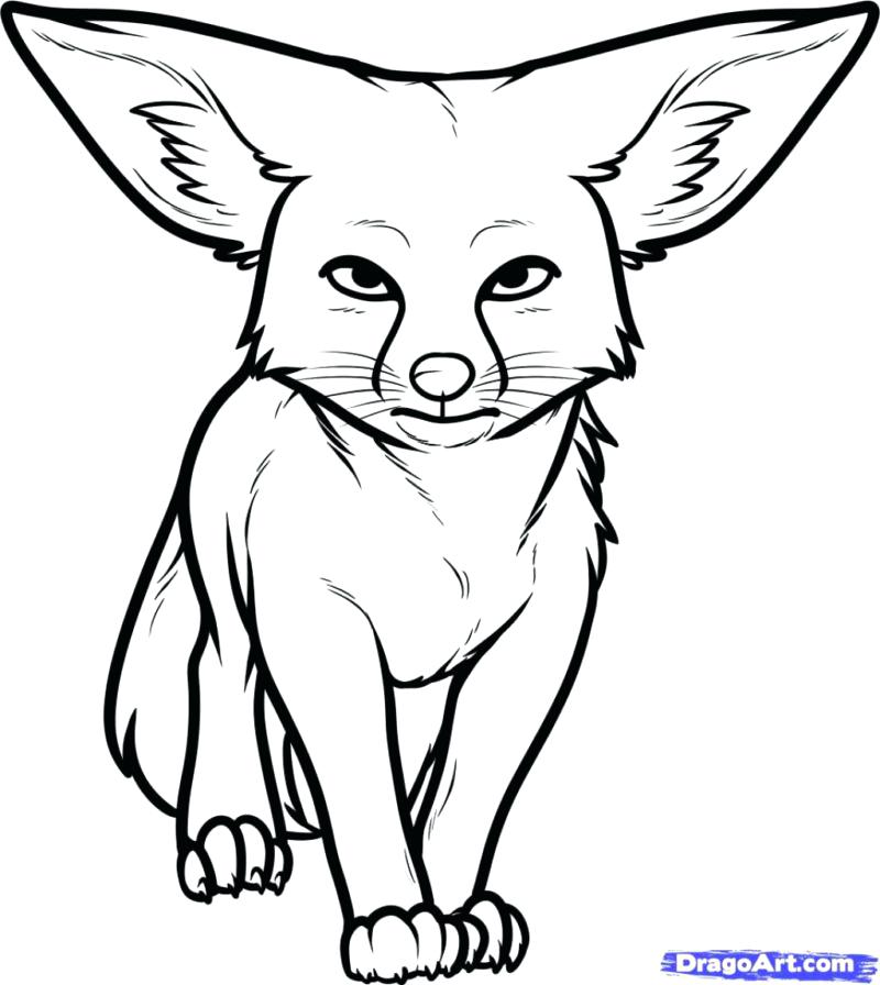 Desert Animal Coloring Pages Animals Gallery Pictures De Murs 800x896 Desert Animal Coloring Pages Animals Gallery Pictures De Murs