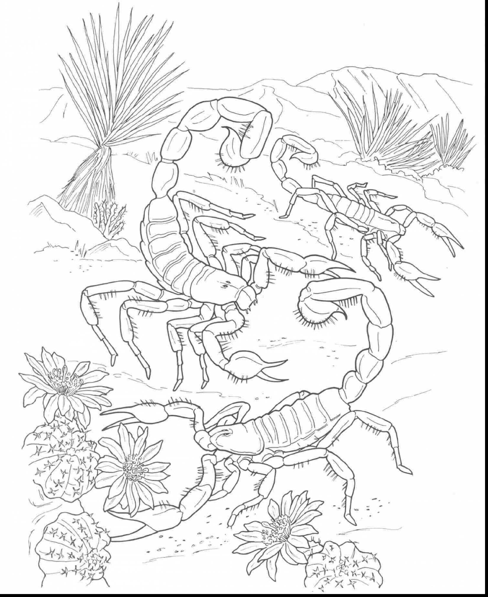 Desert Animal Coloring Pages 1650x2017 Desert Animal Coloring Pages