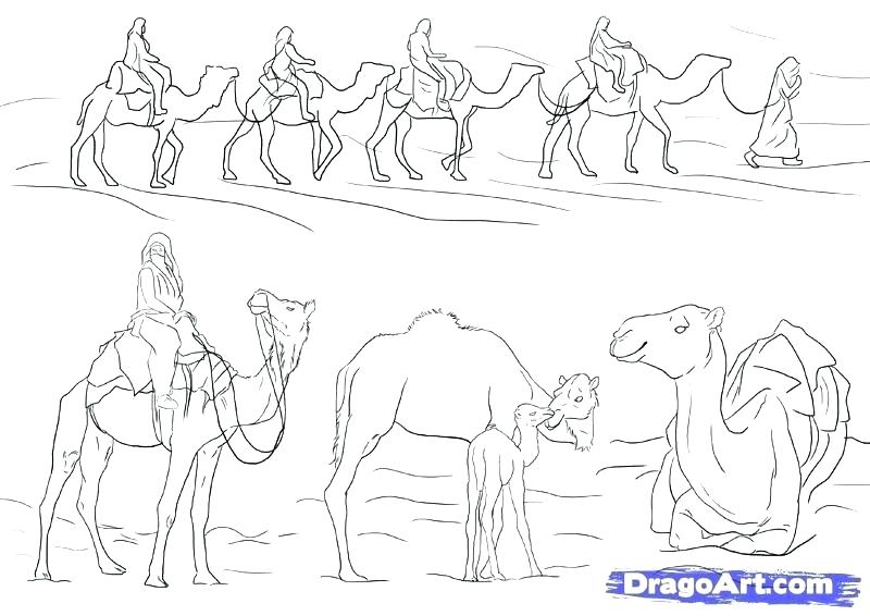 Desert Coloring Pages Desert Coloring Pages How To Draw Camels 800x566 Desert Coloring Pages Desert Coloring Pages How To Draw Camels