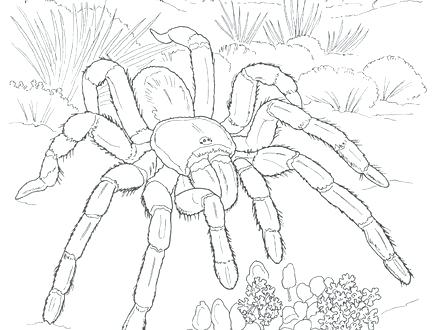 Desert Coloring Pages Printable Desert Coloring Pages Scene 440x330 Desert Coloring Pages Printable Desert Coloring Pages Scene