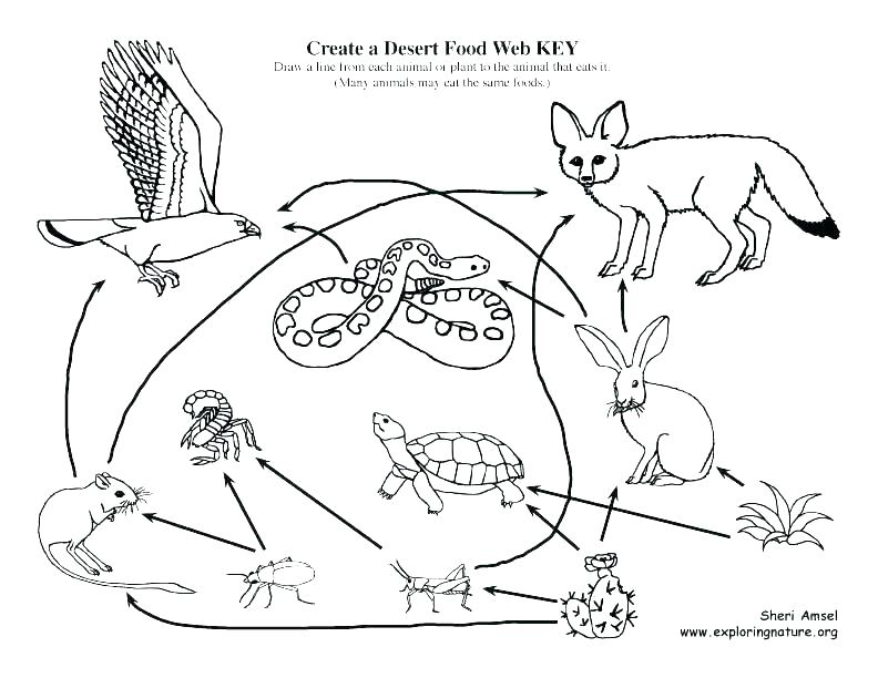 Food Web Coloring Pages Food Chain Coloring Pages Food Chain 792x612 Food Web Coloring Pages Food Chain Coloring Pages Food Chain