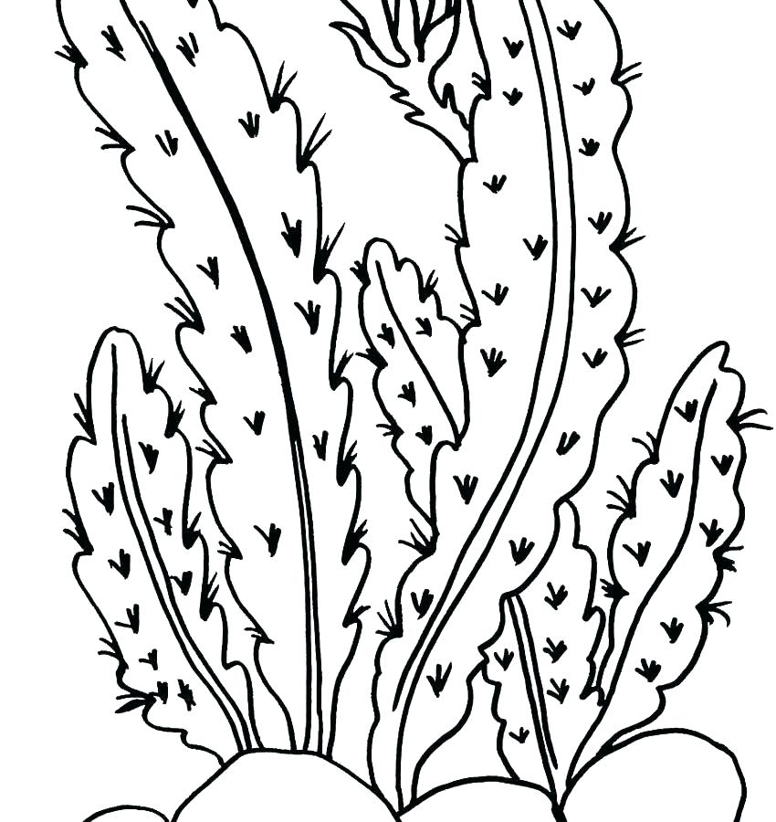 Flowers Coloring Pages Plants Coloring Pages Coloring Pages Plants 850x900 Flowers Coloring Pages Plants Coloring Pages Coloring Pages Plants