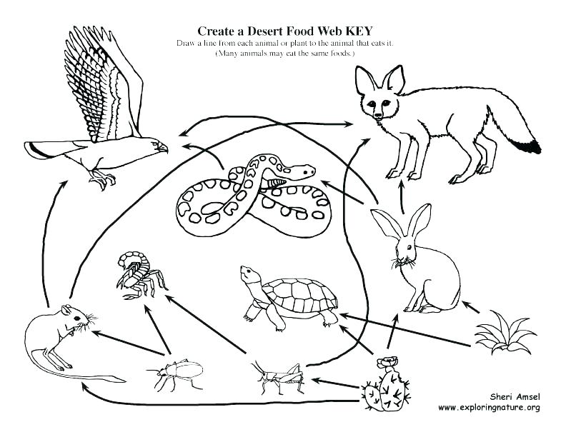 Food Chain Coloring Pages Food Chain Coloring Page Food Of Desert 792x612 Food Chain Coloring Pages Food Chain Coloring Page Food Of Desert