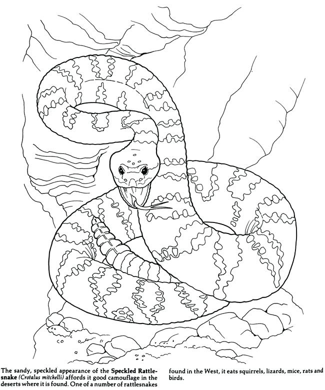 Coloring Pages Camouflage Animals 650x780 Coloring Pages Camouflage Animals