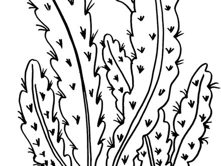 Desert Coloring Pages Printable