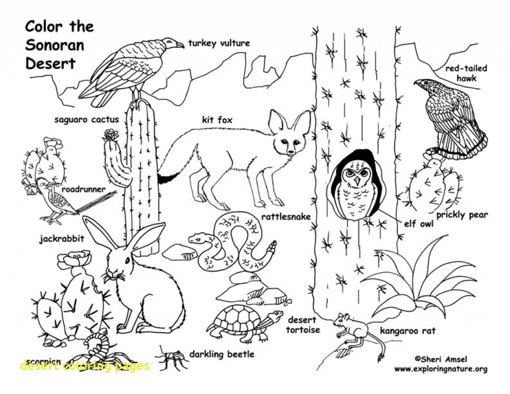 1024x791 Desert Coloring Pages With Desert Coloring Pages Printable