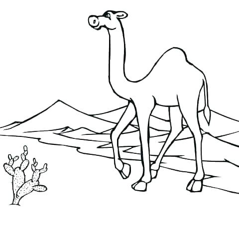 Desert Animals Coloring Pages Desert Animals Coloring Pages 480x456 Desert Animals Coloring Pages Desert Animals Coloring Pages