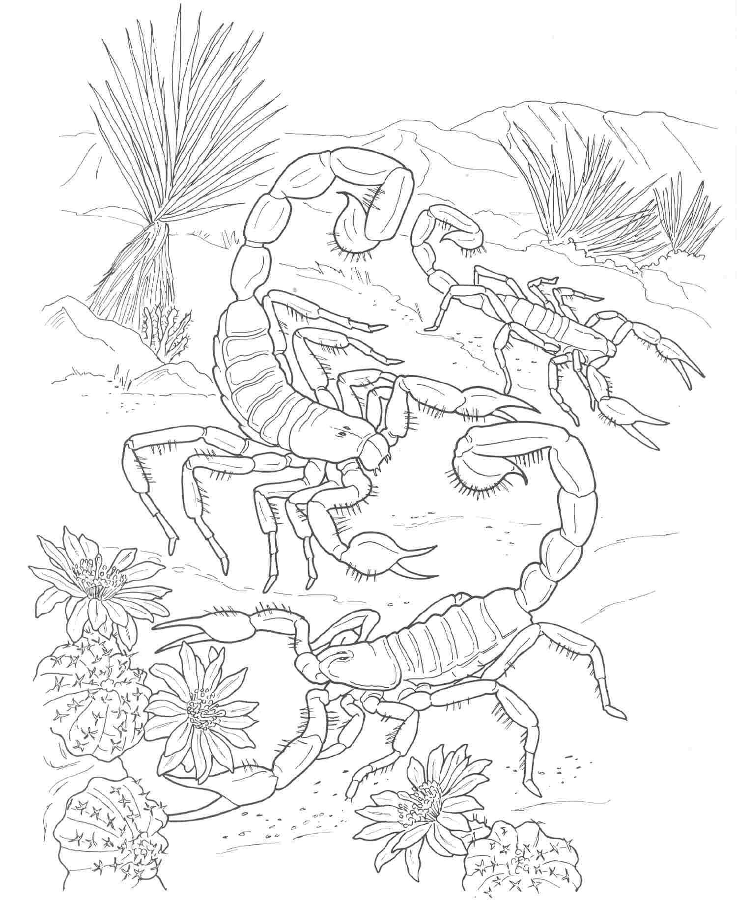 Desert Plants Coloring Pages Summer 1500x1834 Desert Plants Coloring Pages Summer