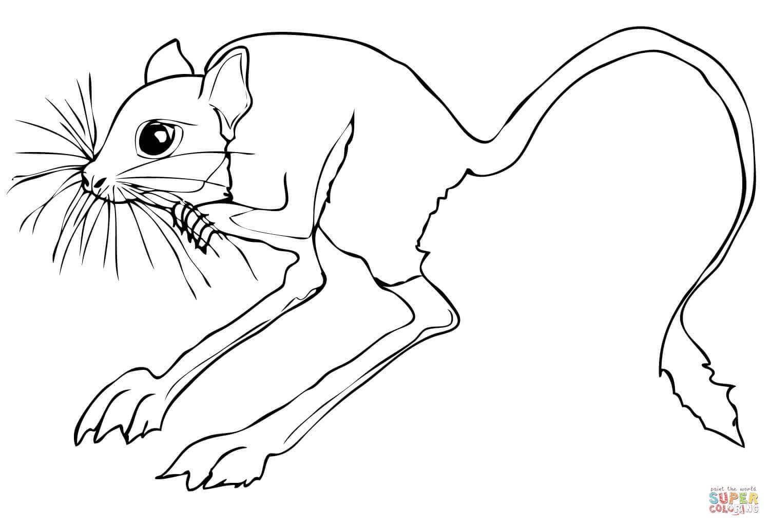 Stunning Desert Rodent Jerboa Coloring Page Printable Picture 1500x1024 Stunning Desert Rodent Jerboa Coloring Page Printable Picture