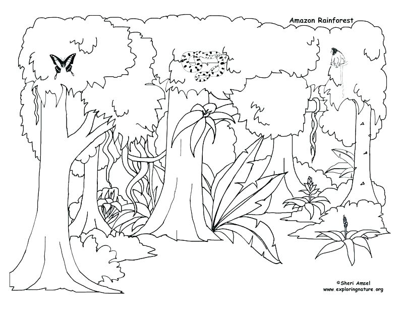 Desert Animal Coloring Pages Desert Animals Coloring Pages 793x612 Desert Animal Coloring Pages Desert Animals Coloring Pages