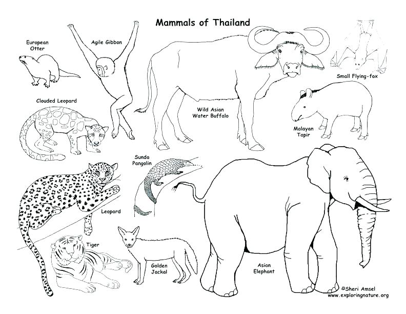 Ocean Habitat Coloring Pages Coloring Habitats And Animals Desert 792x612 Ocean Habitat Coloring Pages Coloring Habitats And Animals Desert