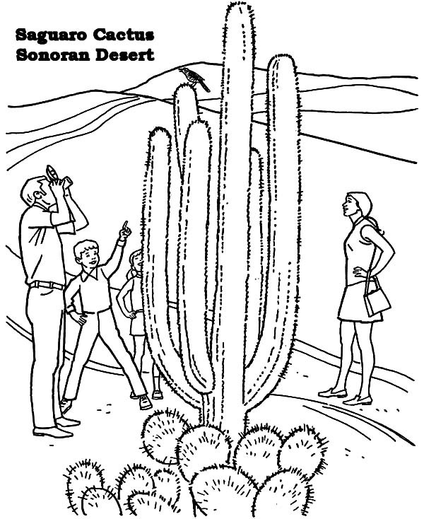 Sonoran Desert Coloring Pages Sauaro Cactus Sonoran Desert 600x734 Sonoran Desert Coloring Pages Sauaro Cactus Sonoran Desert