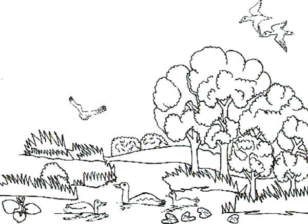 600x438 Animal Habitats Coloring Pages Desert Animals And Plants Coloring