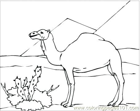454x360 Desert Coloring Pages Desert Coloring Pages Camel In Desert