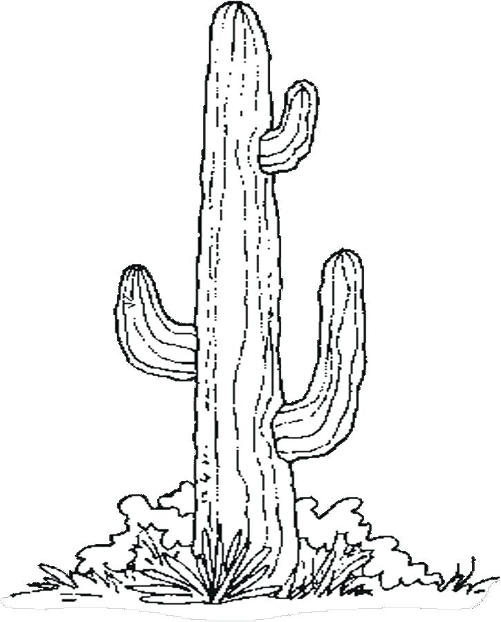 725x900 Desert Plants Coloring Pages Desert Plant Coloring Pages Plants