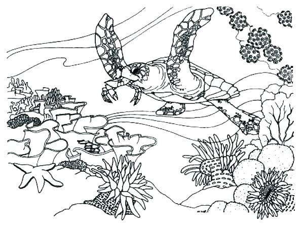 600x446 Printable Desert Plants Coloring Pages Animal Dessert Animals Pri