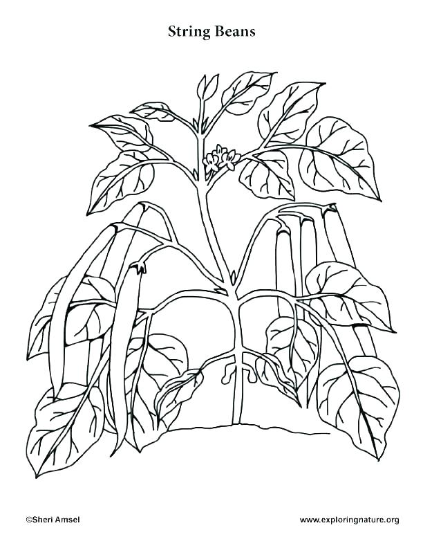 612x792 Printable Desert Plants Coloring Pages Plant Sheets Of The Green