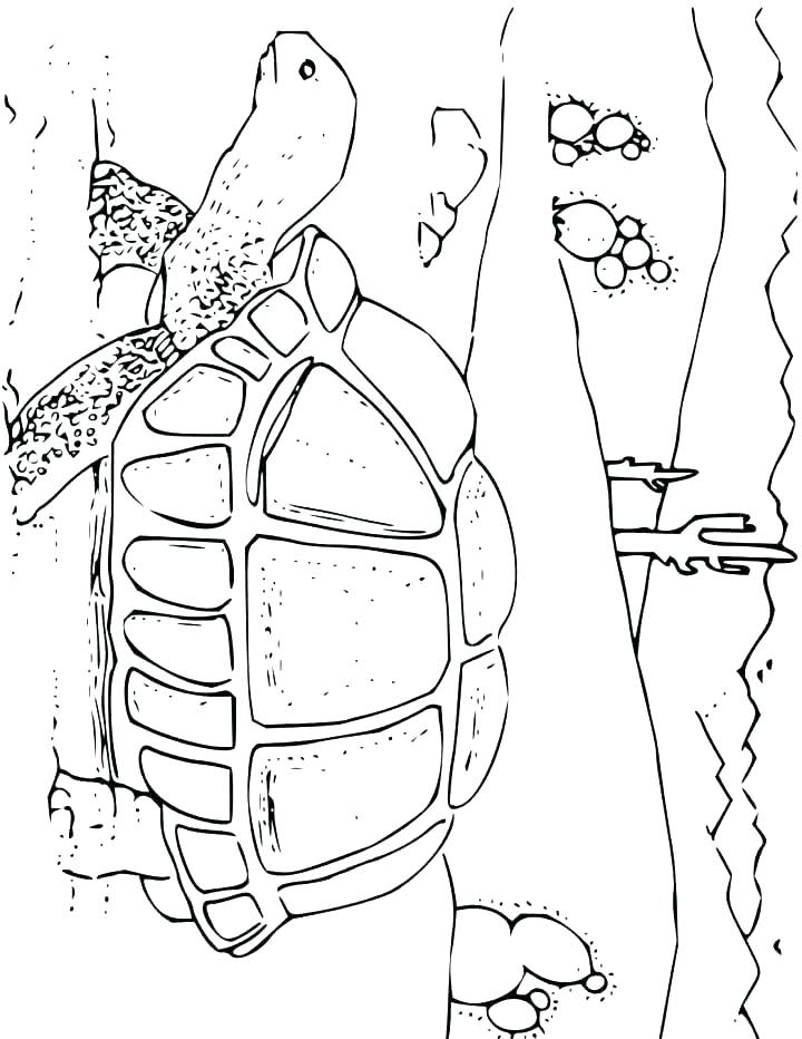 720x932 Sonoran Desert Animal Coloring Pages Plants Coloring Page Desert