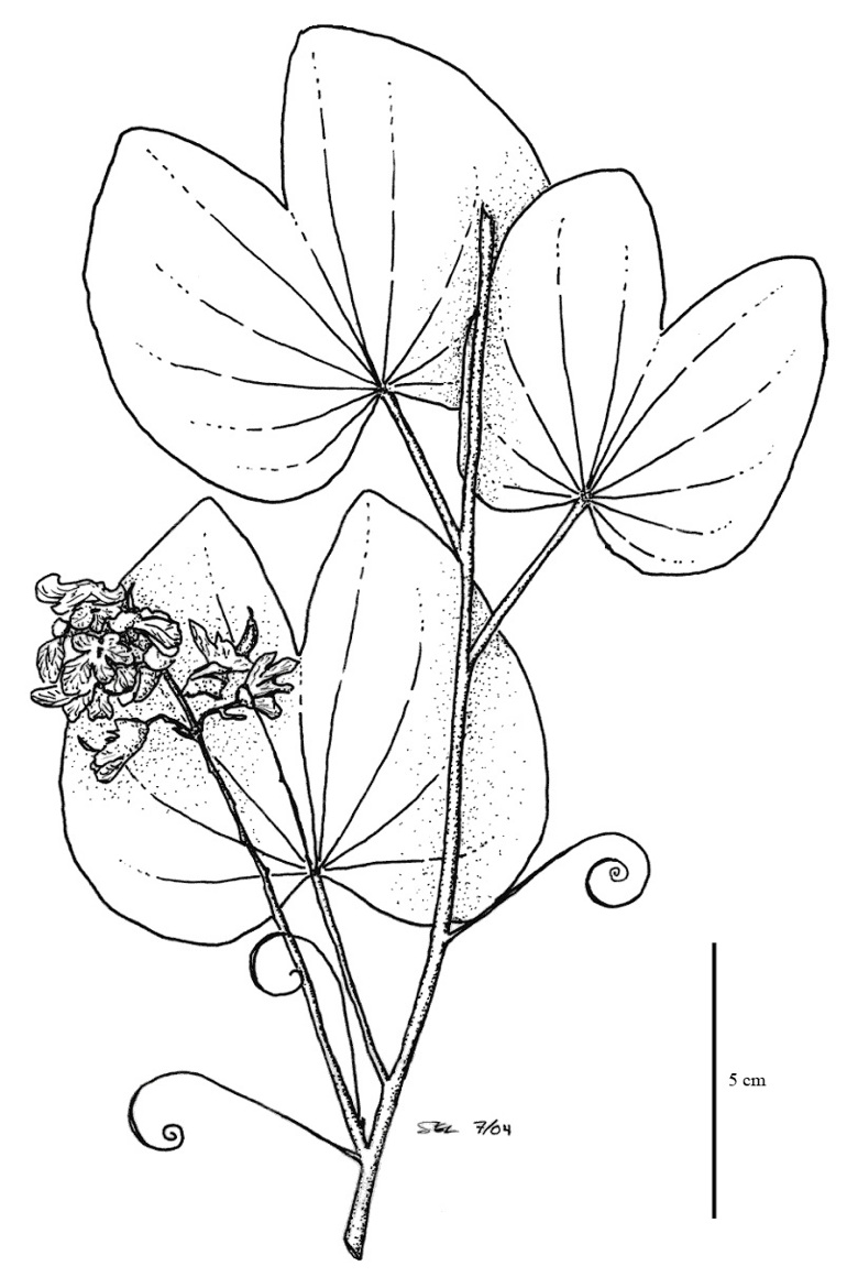 780x1170 Tropical Rainforest Plants Coloring Pages Free Printable Adult
