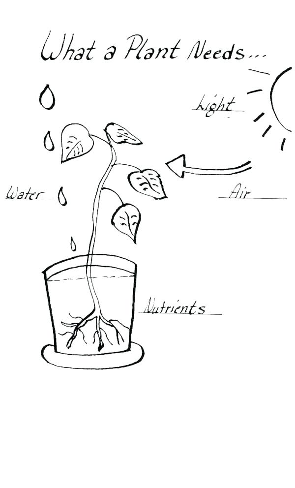 600x992 What A Plant Need When Growing Plants Coloring Page Coloring Sky
