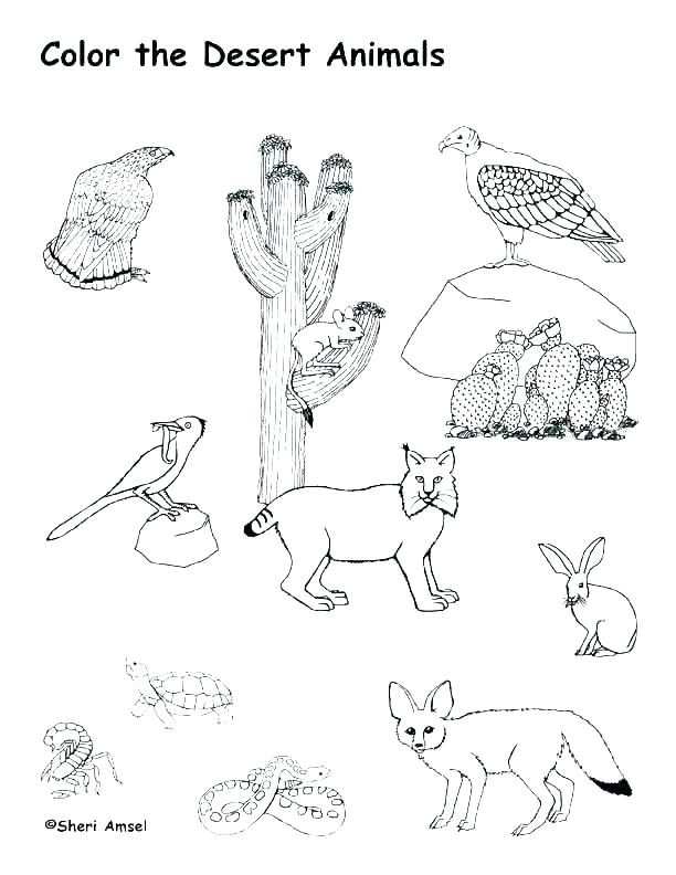 Animal Habitat Coloring Pages Desert Scene Coloring Pages 612x792 Animal Habitat Coloring Pages Desert Scene Coloring Pages