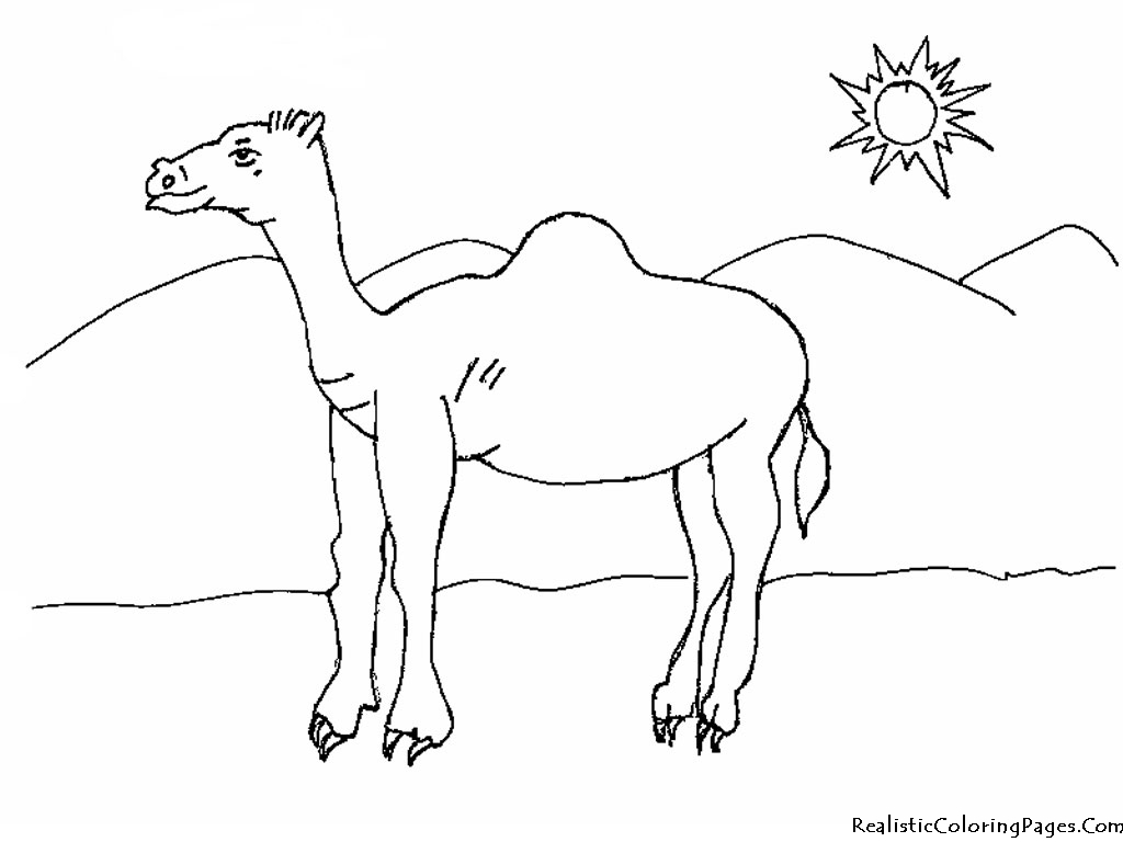 Desert Scene Coloring Pages Printable Awesome Camel Coloring Page 1024x768 Desert Scene Coloring Pages Printable Awesome Camel Coloring Page