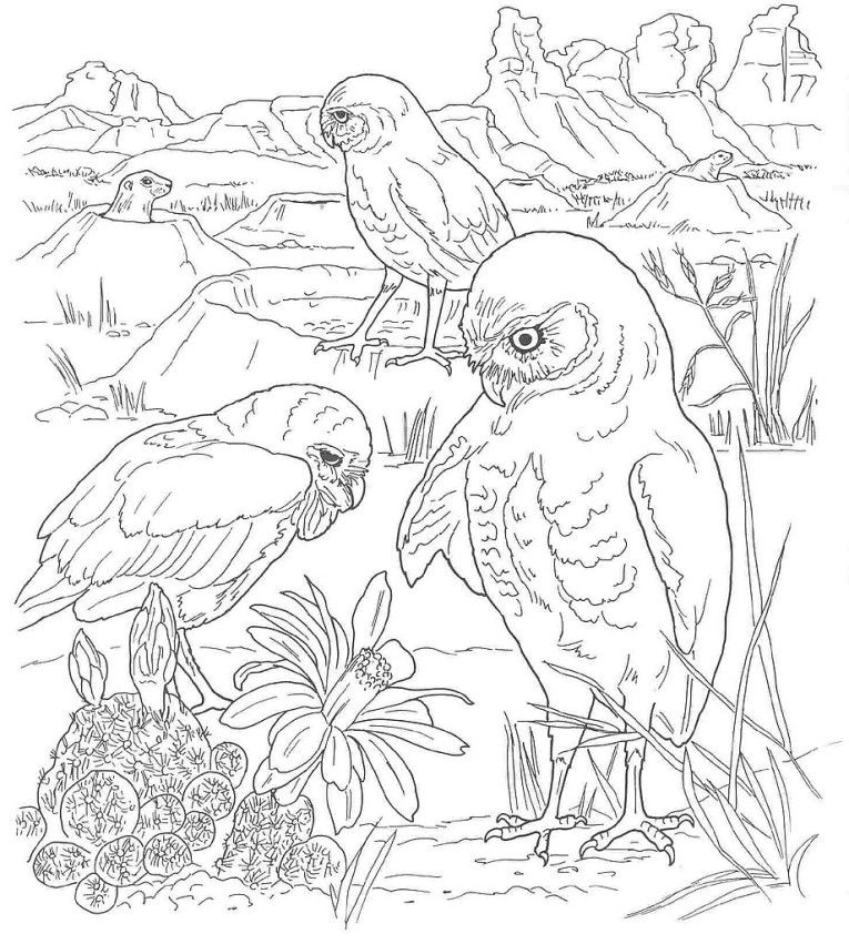 Free Coloring Pages Of Desert Scene Kleurplaten Van Dieren 765x851 Free Coloring Pages Of Desert Scene Kleurplaten Van Dieren