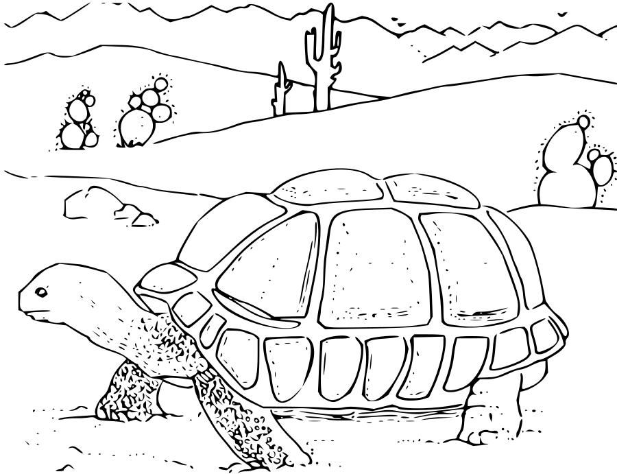 Free Printable Desert Tortoise Coloring Page Or Color It Online 900x691 Free Printable Desert Tortoise Coloring Page Or Color It Online