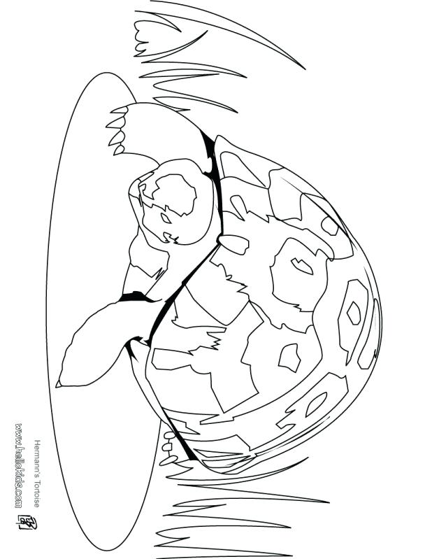 Hare Tortoise Coloring Pages Animal Jack The Lizard Wonder World 618x799 Hare Tortoise Coloring Pages Animal Jack The Lizard Wonder World