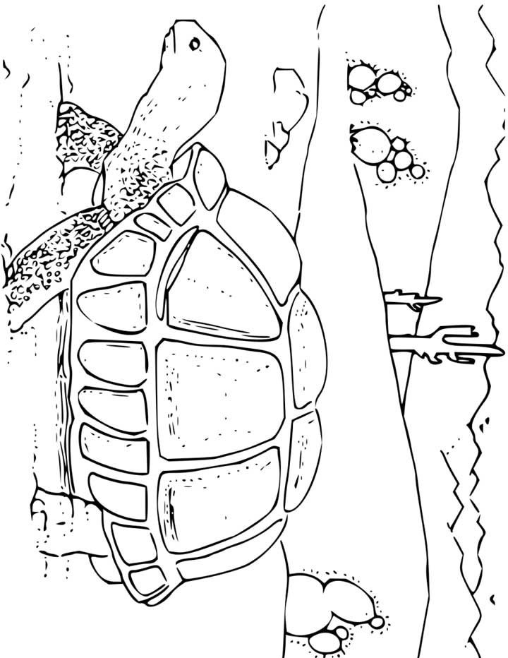Tortoise Coloring Page For Kids 720x932 Tortoise Coloring Page For Kids