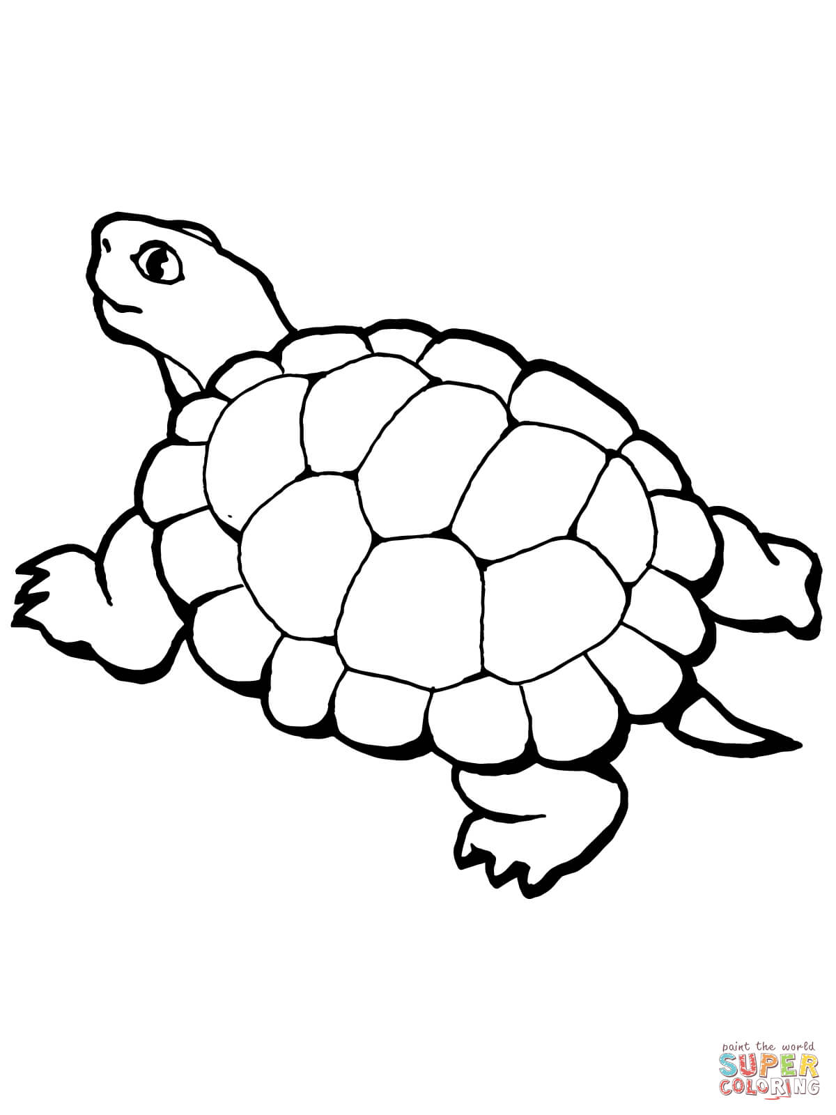 Valuable Tortoise Coloring Page Desert Jpg 1200x1600 Valuable Tortoise Coloring Page Desert Jpg