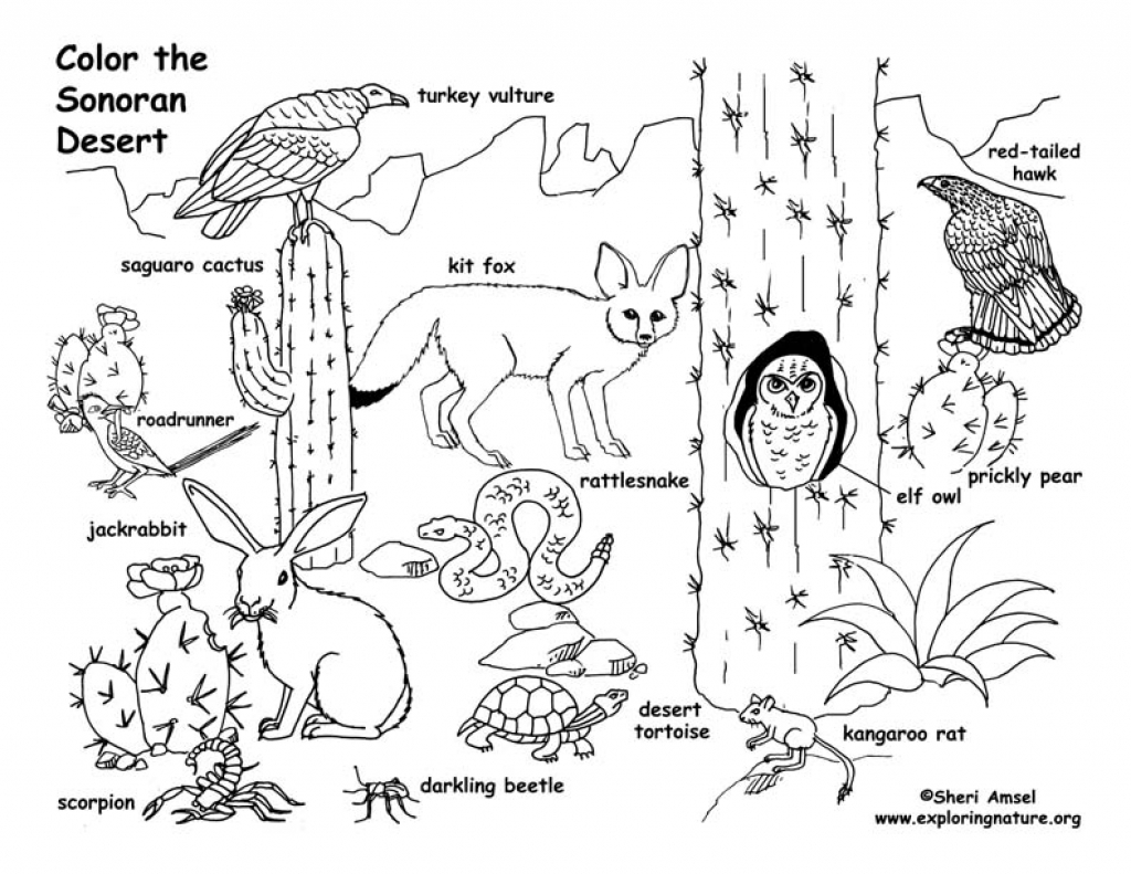 Desert Coloring Pages 1024x791 Desert Coloring Pages