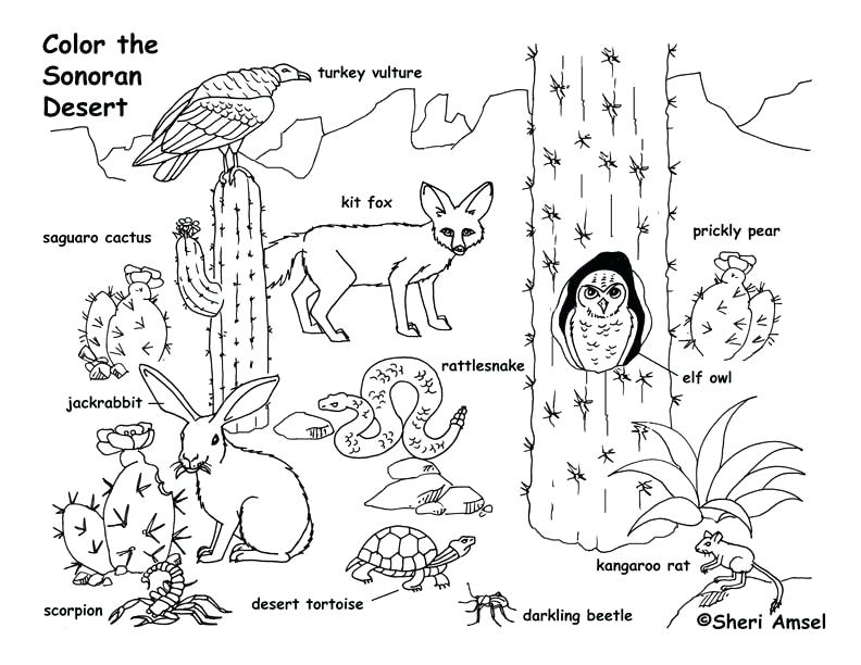 Desert Coloring Pages Desert Animals Coloring Page Free Printable 792x612 Desert Coloring Pages Desert Animals Coloring Page Free Printable