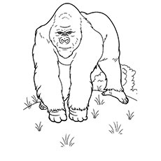 230x230 Top 25 Free Printable Wild Animals Coloring Pages Online