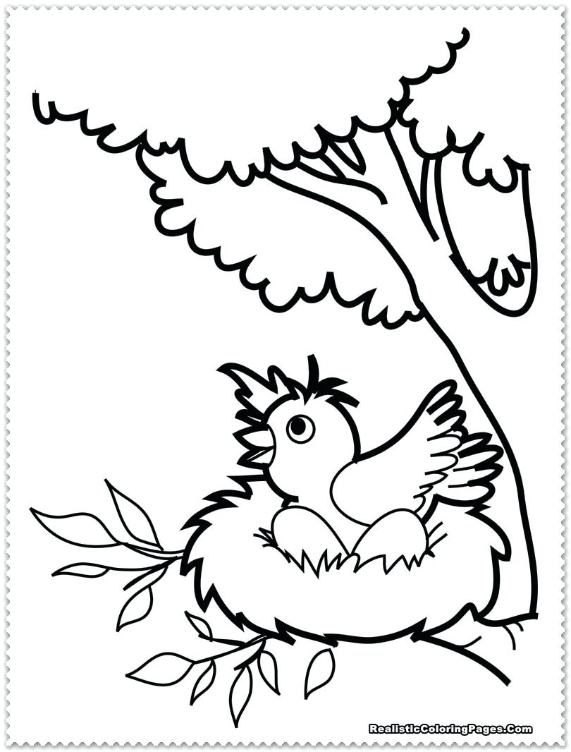 Bird Coloring Pages For Preschoolers 810x1066 Bird Coloring Pages For Preschoolers