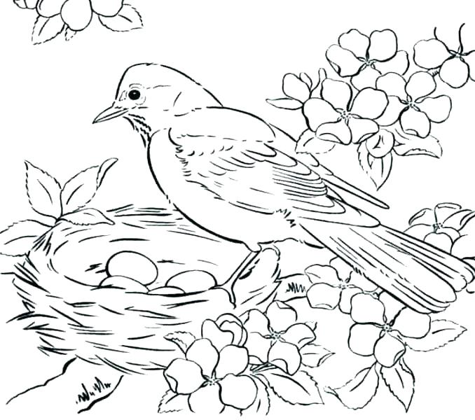 Coloring Birds Coloring Pages Birds Free Coloring Pages Birds Bird 678x600 Coloring Birds Coloring Pages Birds Free Coloring Pages Birds Bird