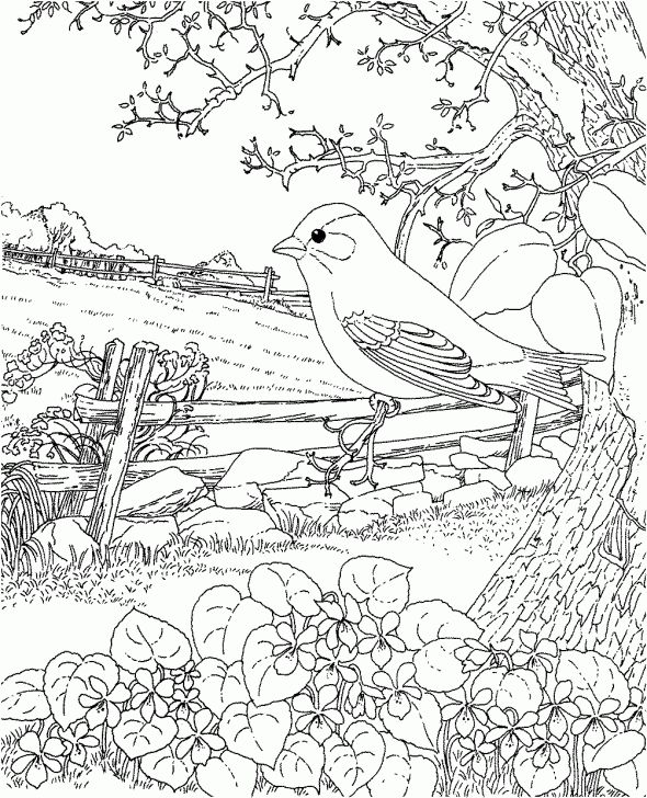 72 Best Adult Coloring Pages Images On Coloring Books 590x728 72 Best Adult Coloring Pages Images On Coloring Books