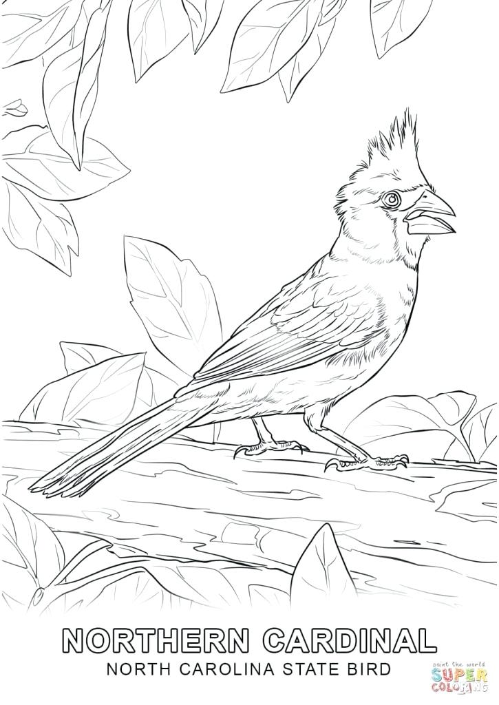 North Carolina Coloring Pages North State Bird Coloring Page Free 725x1024 North Carolina Coloring Pages North State Bird Coloring Page Free