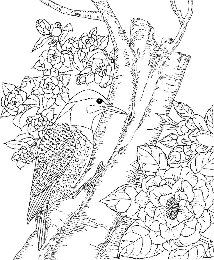 Adults Color Pages Free Printable Hummingbird Stationery Box 736x893 Adults Color Pages Free Printable Hummingbird Stationery Box