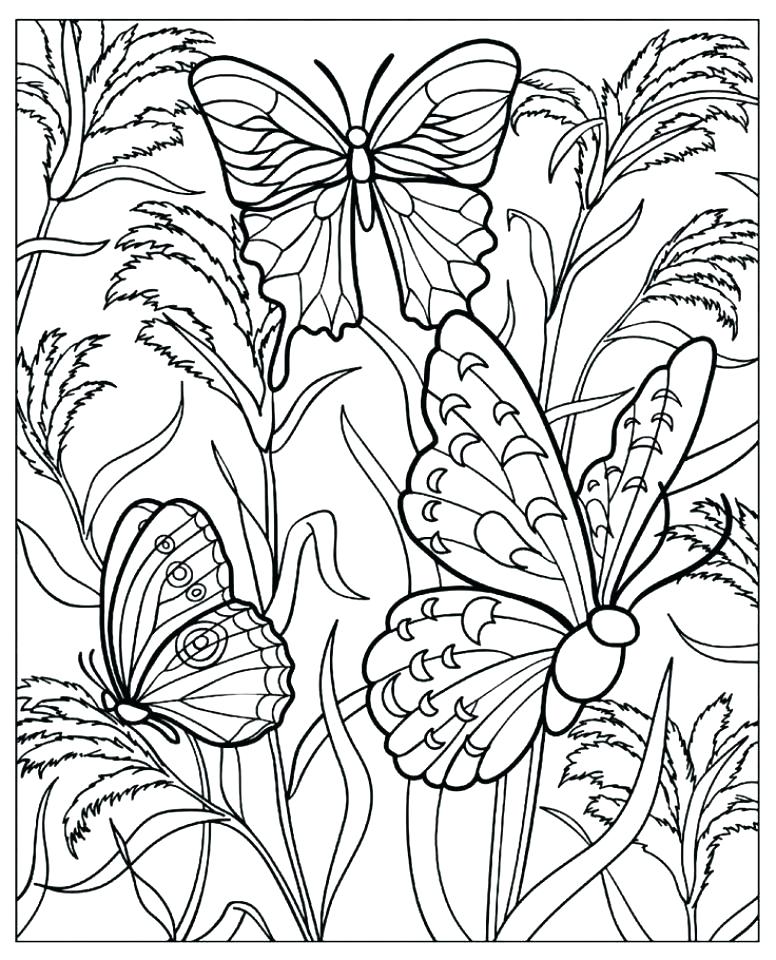 Butterfly Coloring Pages For Adults Printable Free Printable 776x960 Butterfly Coloring Pages For Adults Printable Free Printable