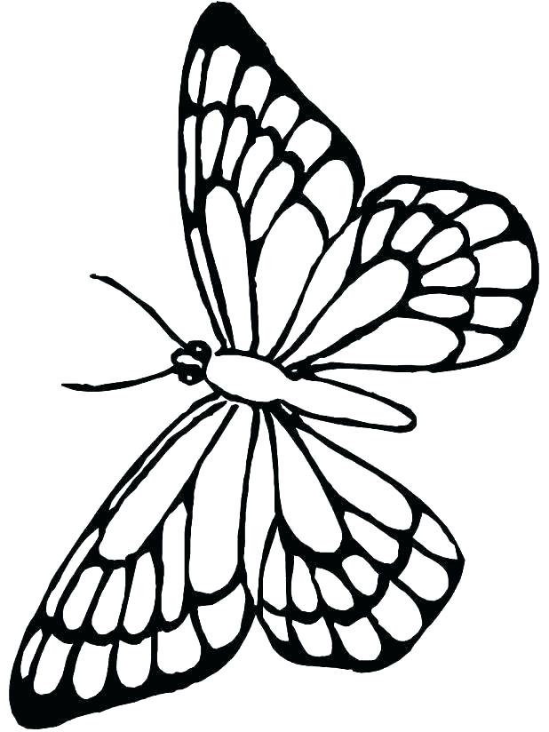 Butterfly For Coloring Butterfly Coloring Pages Free Plus 618x824 Butterfly For Coloring Butterfly Coloring Pages Free Plus