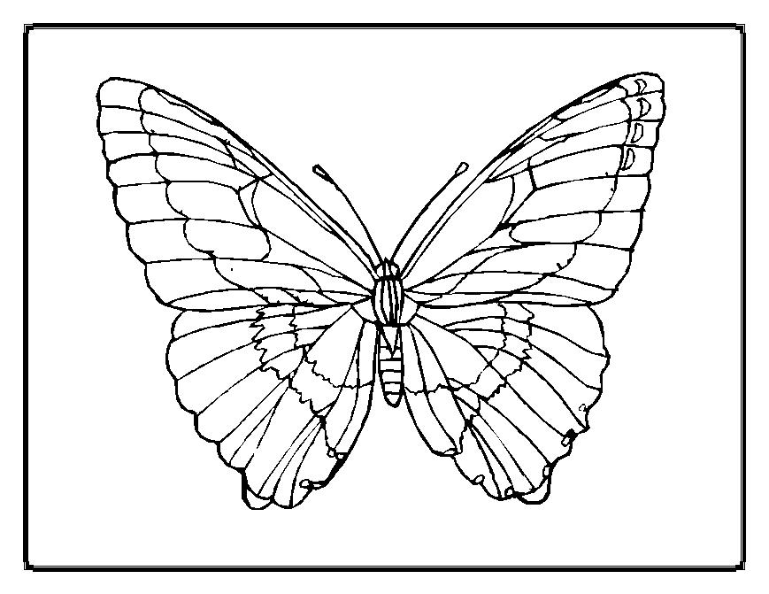 Butterfly Coloring Pages The Sun Flower Pages 869x671 Butterfly Coloring Pages The Sun Flower Pages