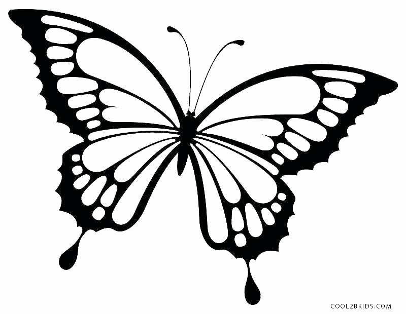 Detailed Butterfly Coloring Pages For Adults Ohmygirl.us 800x620 Detailed Butterfly Coloring Pages For Adults Ohmygirl.us