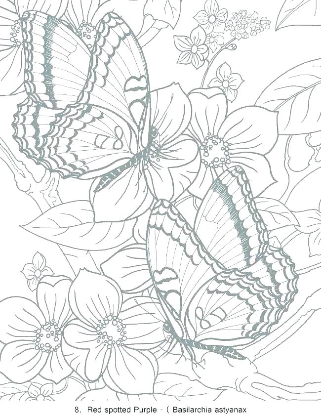Butterfly Coloring Page Coloring Page Free Butterfly Coloring 650x842 Butterfly Coloring Page Coloring Page Free Butterfly Coloring