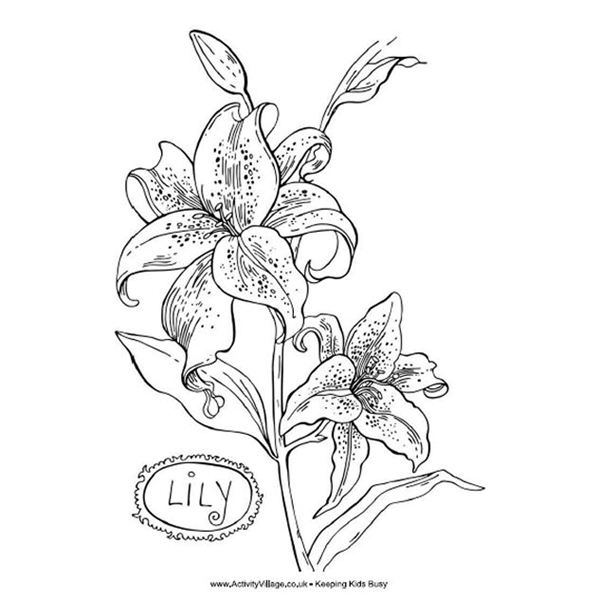 600x600 Aspx Amazing Realistic Flower Coloring Pages