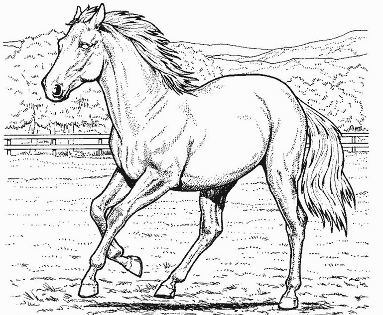 Horse Coloring Page Amp Coloring Book 769x634 Horse Coloring Page Amp Coloring Book