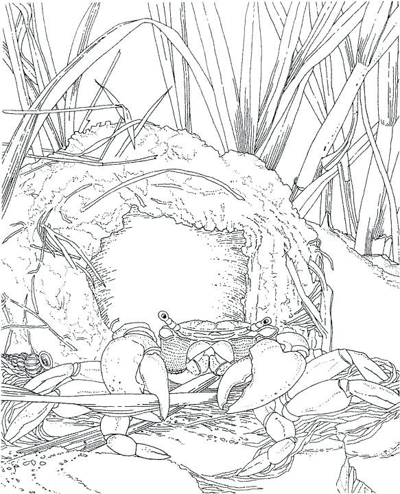 Landscape Coloring Pages For Adults To Print Kids Coloring Winter 583x720 Landscape Coloring Pages For Adults To Print Kids Coloring Winter