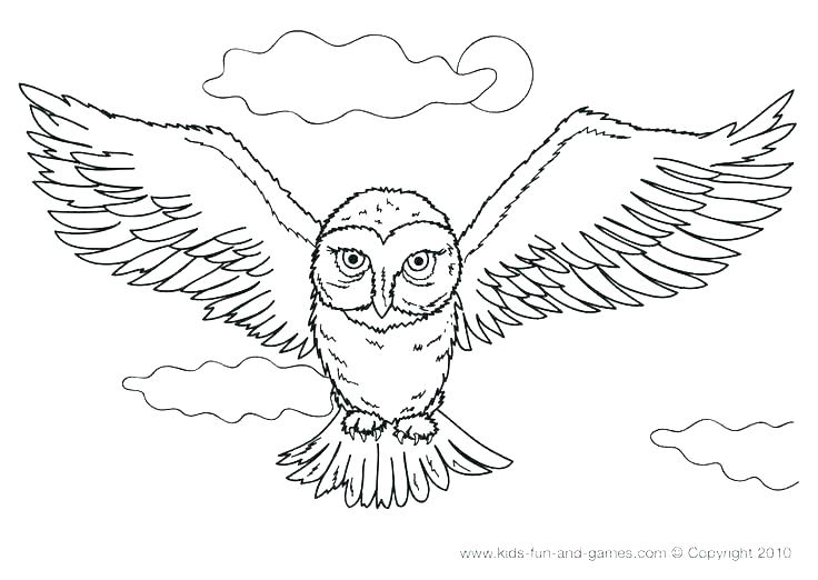736x522 Snowy Owl Coloring Page Devon Creamteas